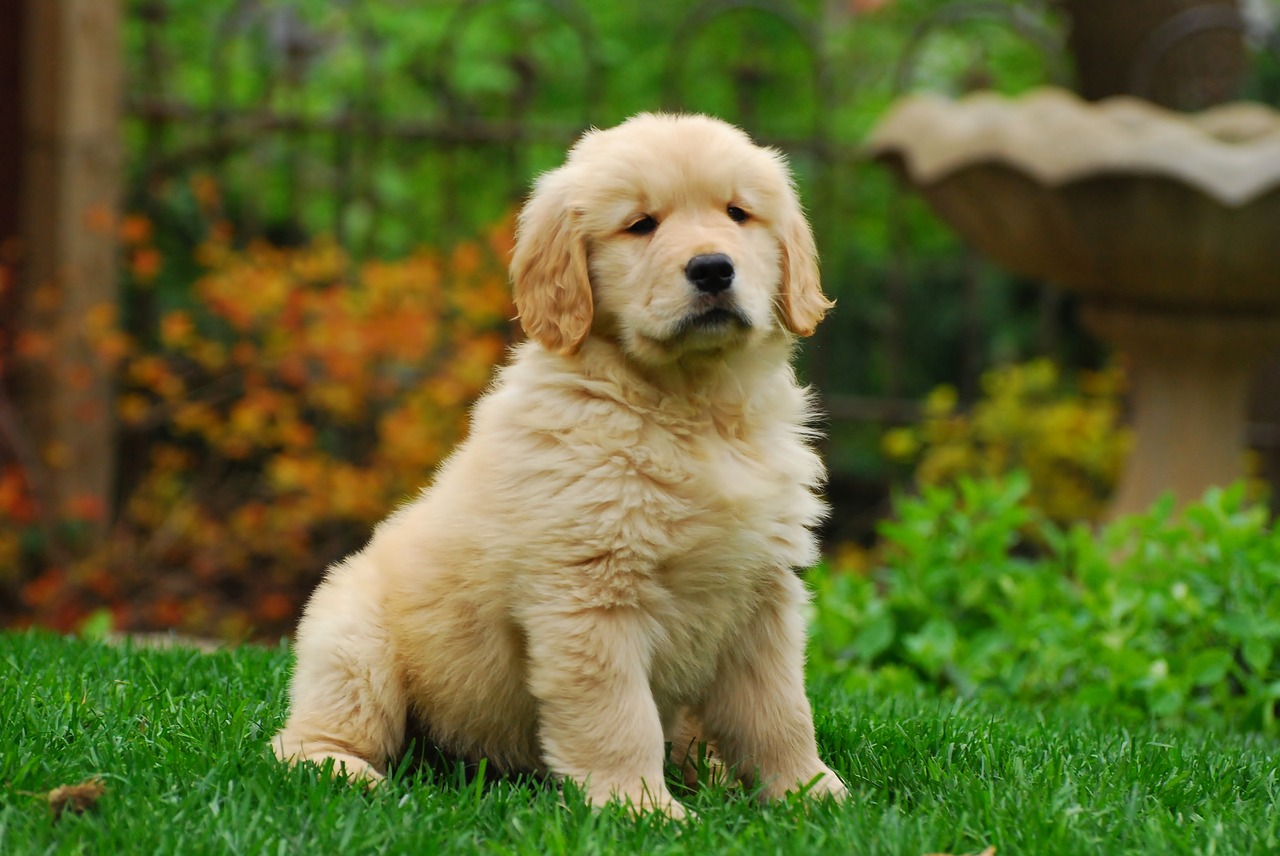Puppy: a golden retriever puppy.